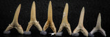 06446 - Great Collection of 6 Striatolamia macrota Shark Teeth Paleocene