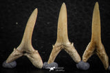 06446 - Great Collection of 6 Striatolamia macrota Shark Teeth Paleocene
