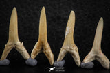 06446 - Great Collection of 6 Striatolamia macrota Shark Teeth Paleocene