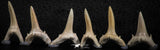 06447 - Great Collection of 6 Striatolamia macrota Shark Teeth Paleocene