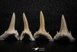 06447 - Great Collection of 6 Striatolamia macrota Shark Teeth Paleocene