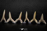 06447 - Great Collection of 6 Striatolamia macrota Shark Teeth Paleocene