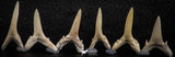 06447 - Great Collection of 6 Striatolamia macrota Shark Teeth Paleocene