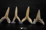 06447 - Great Collection of 6 Striatolamia macrota Shark Teeth Paleocene