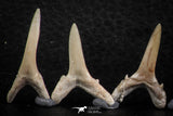 06447 - Great Collection of 6 Striatolamia macrota Shark Teeth Paleocene