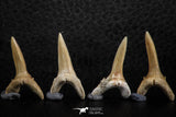 06448 - Great Collection of 6 Striatolamia macrota Shark Teeth Paleocene