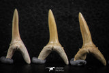 06448 - Great Collection of 6 Striatolamia macrota Shark Teeth Paleocene