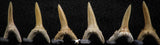 06448 - Great Collection of 6 Striatolamia macrota Shark Teeth Paleocene