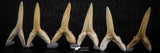 06448 - Great Collection of 6 Striatolamia macrota Shark Teeth Paleocene