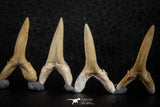 06448 - Great Collection of 6 Striatolamia macrota Shark Teeth Paleocene