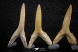 06448 - Great Collection of 6 Striatolamia macrota Shark Teeth Paleocene