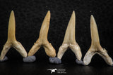 06448 - Great Collection of 6 Striatolamia macrota Shark Teeth Paleocene
