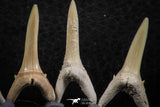 06449 - Great Collection of 5 Striatolamia macrota Shark Teeth Paleocene
