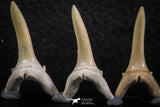 06449 - Great Collection of 5 Striatolamia macrota Shark Teeth Paleocene