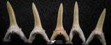 06449 - Great Collection of 5 Striatolamia macrota Shark Teeth Paleocene