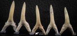 06449 - Great Collection of 5 Striatolamia macrota Shark Teeth Paleocene
