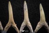 06449 - Great Collection of 5 Striatolamia macrota Shark Teeth Paleocene