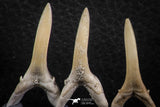 06449 - Great Collection of 5 Striatolamia macrota Shark Teeth Paleocene