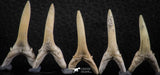 06449 - Great Collection of 5 Striatolamia macrota Shark Teeth Paleocene