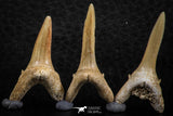 06450 - Great Collection of 5 Striatolamia macrota Shark Teeth Paleocene