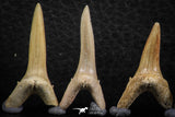 06450 - Great Collection of 5 Striatolamia macrota Shark Teeth Paleocene