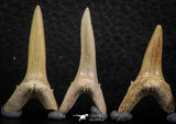 06450 - Great Collection of 5 Striatolamia macrota Shark Teeth Paleocene