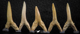 06450 - Great Collection of 5 Striatolamia macrota Shark Teeth Paleocene