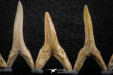 06450 - Great Collection of 5 Striatolamia macrota Shark Teeth Paleocene