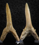 06450 - Great Collection of 5 Striatolamia macrota Shark Teeth Paleocene