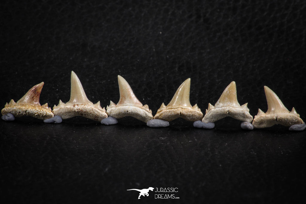 06452 - Great Collection of 6 Brachycarcharias atlasi Sand Tiger Shark Teeth Paleocene