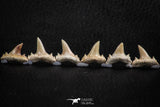 06452 - Great Collection of 6 Brachycarcharias atlasi Sand Tiger Shark Teeth Paleocene