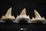 06452 - Great Collection of 6 Brachycarcharias atlasi Sand Tiger Shark Teeth Paleocene