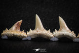 06452 - Great Collection of 6 Brachycarcharias atlasi Sand Tiger Shark Teeth Paleocene