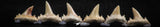 06452 - Great Collection of 6 Brachycarcharias atlasi Sand Tiger Shark Teeth Paleocene
