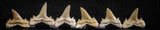 06452 - Great Collection of 6 Brachycarcharias atlasi Sand Tiger Shark Teeth Paleocene