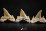 06452 - Great Collection of 6 Brachycarcharias atlasi Sand Tiger Shark Teeth Paleocene