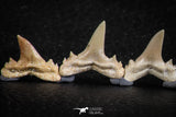 06452 - Great Collection of 6 Brachycarcharias atlasi Sand Tiger Shark Teeth Paleocene