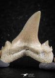 06452 - Great Collection of 6 Brachycarcharias atlasi Sand Tiger Shark Teeth Paleocene