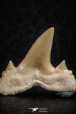 06452 - Great Collection of 6 Brachycarcharias atlasi Sand Tiger Shark Teeth Paleocene