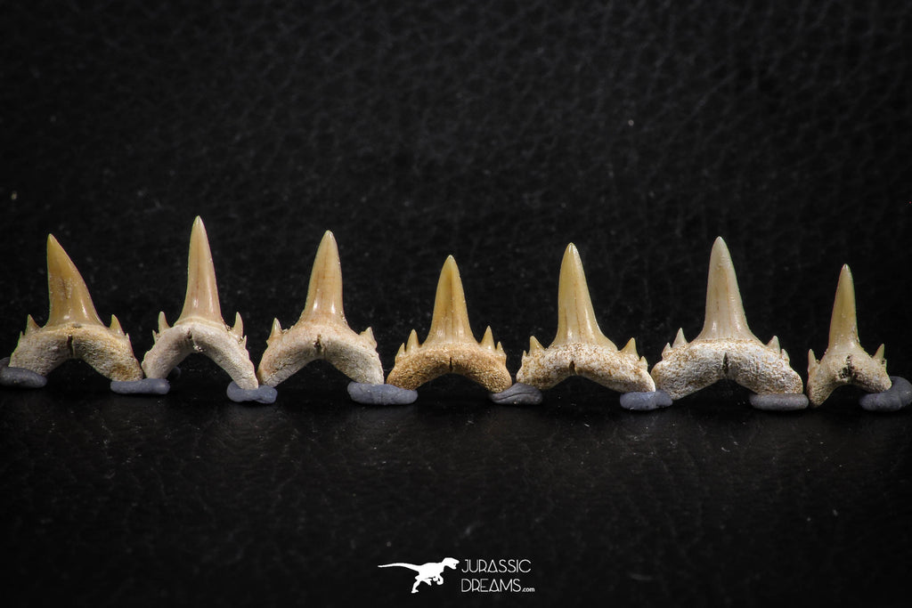 06453 - Great Collection of 7 Brachycarcharias atlasi Sand Tiger Shark Teeth Paleocene