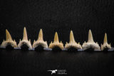 06453 - Great Collection of 7 Brachycarcharias atlasi Sand Tiger Shark Teeth Paleocene
