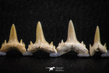 06453 - Great Collection of 7 Brachycarcharias atlasi Sand Tiger Shark Teeth Paleocene
