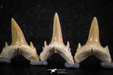06453 - Great Collection of 7 Brachycarcharias atlasi Sand Tiger Shark Teeth Paleocene