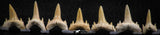 06453 - Great Collection of 7 Brachycarcharias atlasi Sand Tiger Shark Teeth Paleocene
