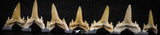 06453 - Great Collection of 7 Brachycarcharias atlasi Sand Tiger Shark Teeth Paleocene