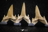 06453 - Great Collection of 7 Brachycarcharias atlasi Sand Tiger Shark Teeth Paleocene
