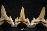06453 - Great Collection of 7 Brachycarcharias atlasi Sand Tiger Shark Teeth Paleocene