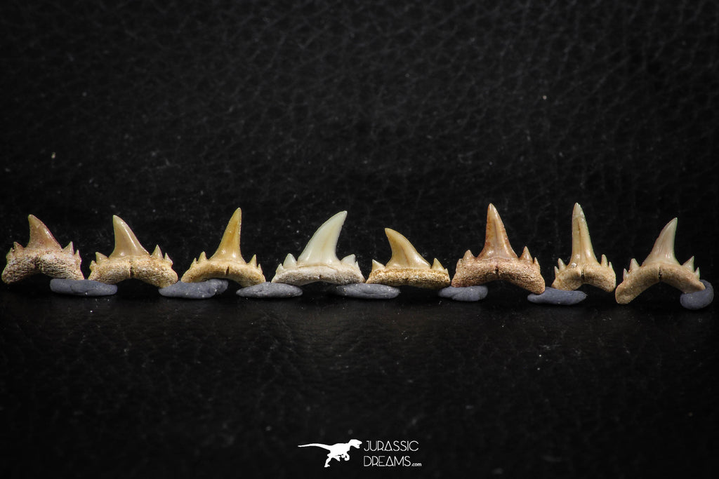 06454 - Great Collection of 8 Brachycarcharias atlasi Sand Tiger Shark Teeth Paleocene
