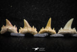 06454 - Great Collection of 8 Brachycarcharias atlasi Sand Tiger Shark Teeth Paleocene