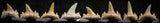 06454 - Great Collection of 8 Brachycarcharias atlasi Sand Tiger Shark Teeth Paleocene
